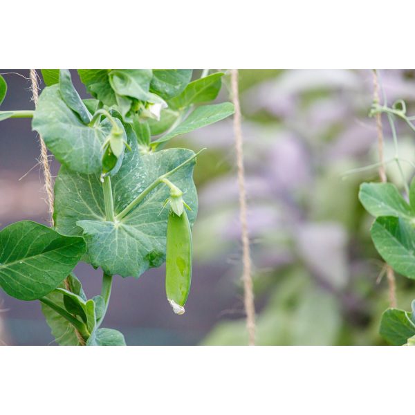 Dwarf White Blossom Sugar Pea Seed 9916002 on Sale