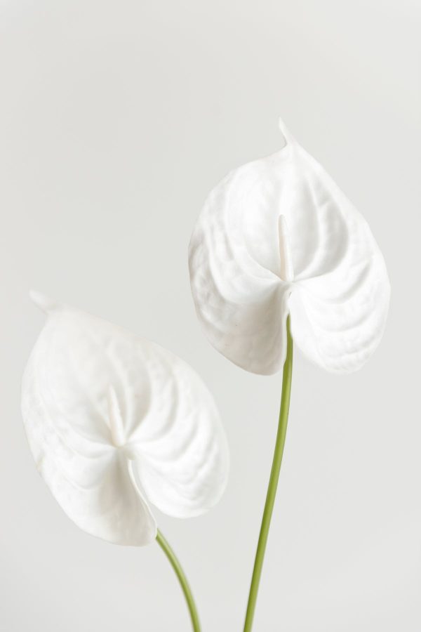 15  Anthurium Flowers with Stem Sale - Image 5